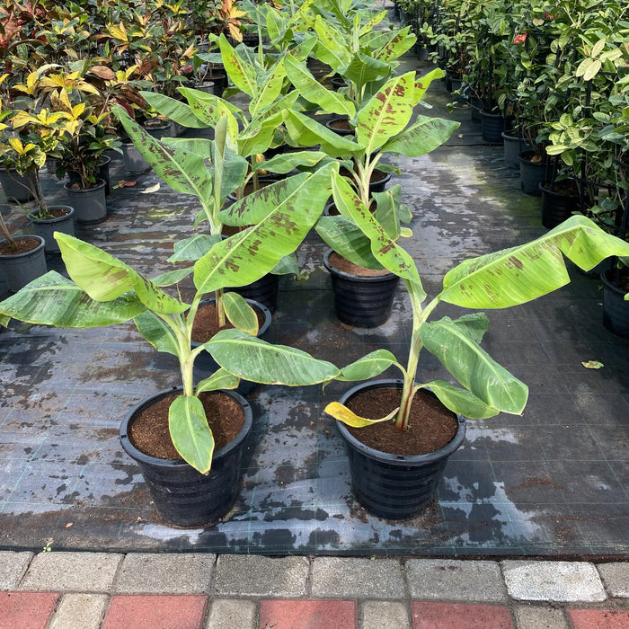 Banana Tree"Musa Paradisiaca " 0.5-0.8m شجرة الموز