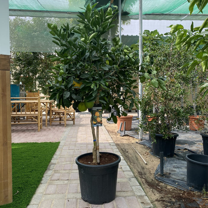 Citrus Tree "Orange Sinensis Naranjo Spain" 1.4-1.6 m
