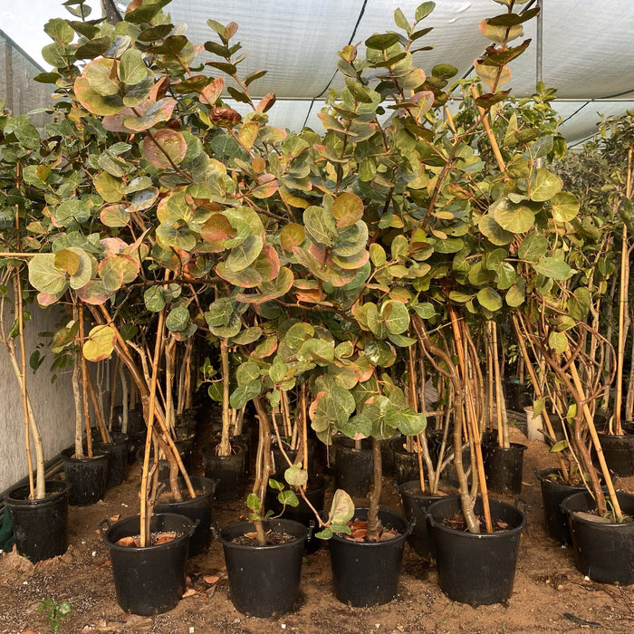 Coccoloba Uvifera or Sea Grape