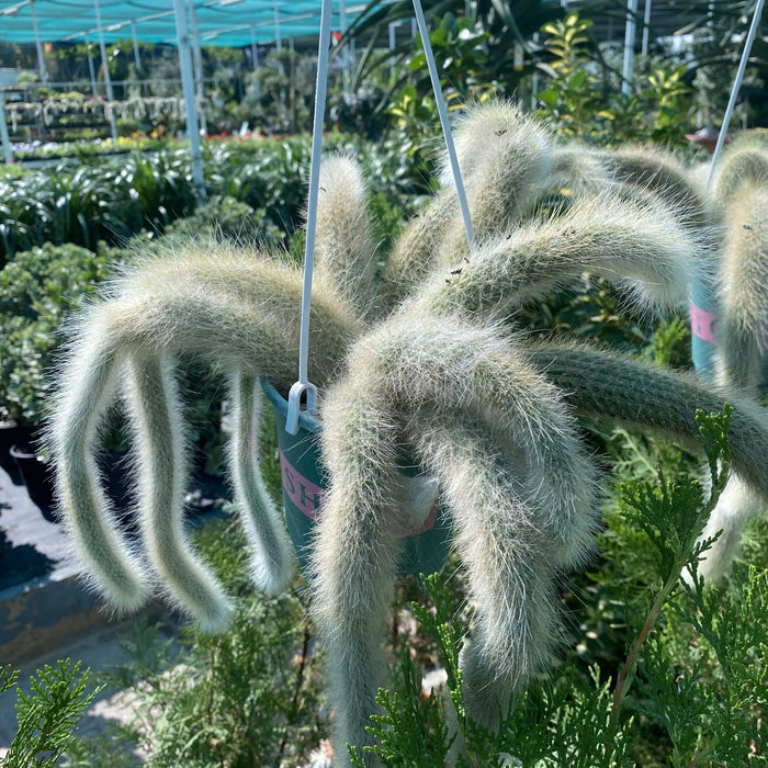 Monkey Tail Cactus Hanging