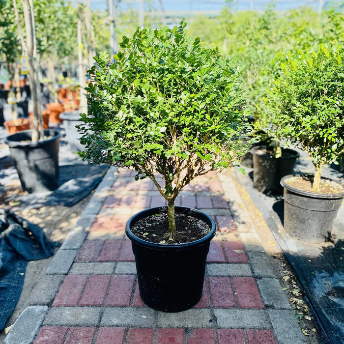 Murraya Paniculata Exotica