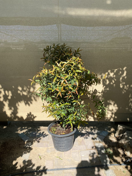 Syzygium Australe Christina