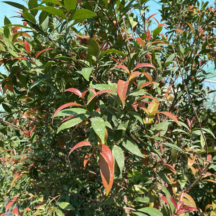 Syzygium Australe Christina