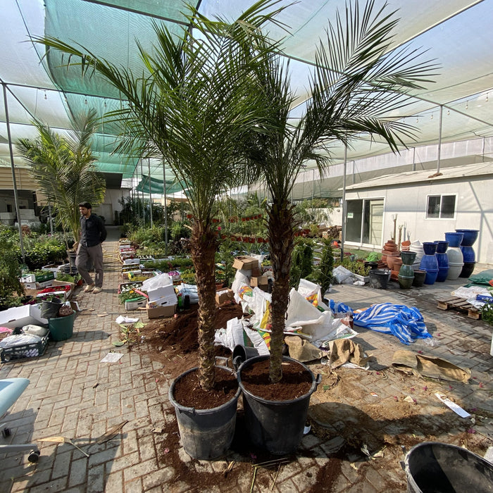 Phoenix Roebelenii "Miniature date palm"(outdoor)