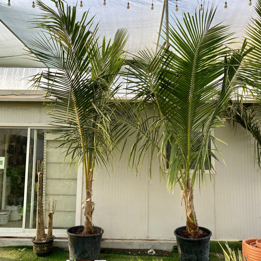coconut palm greensouq