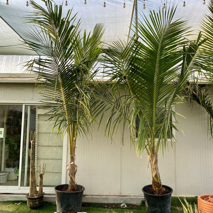 coconut palm greensouq