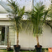 coconut palm greensouq