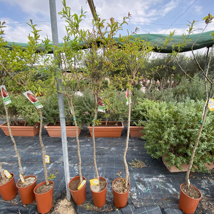 Pomegranate Spanish 1.2-1.5m  شجرة الرمان