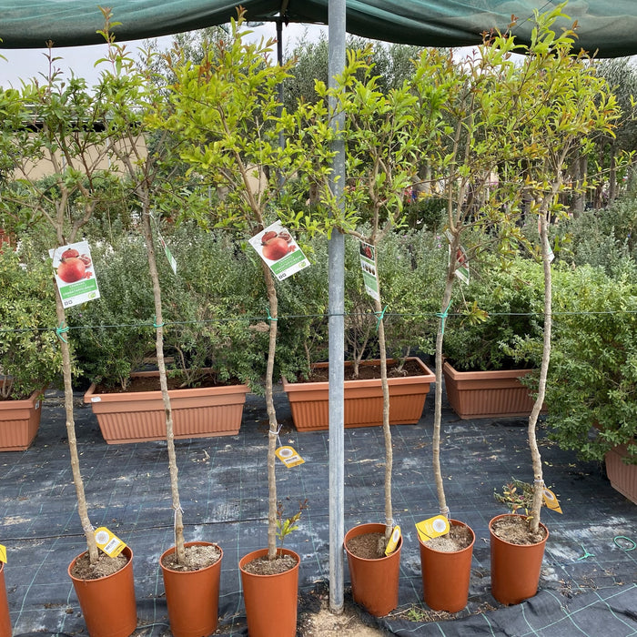 Pomegranate Spanish 1.2-1.5m  شجرة الرمان