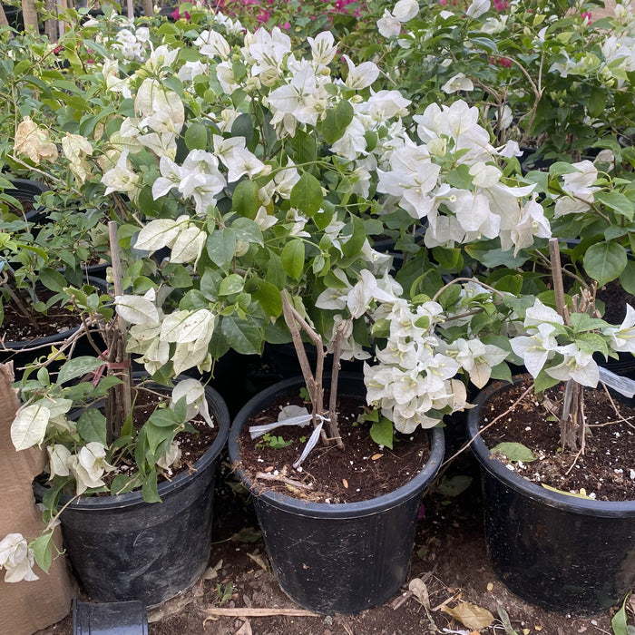 Bougainvillea Glabra "30 to 160cm" White