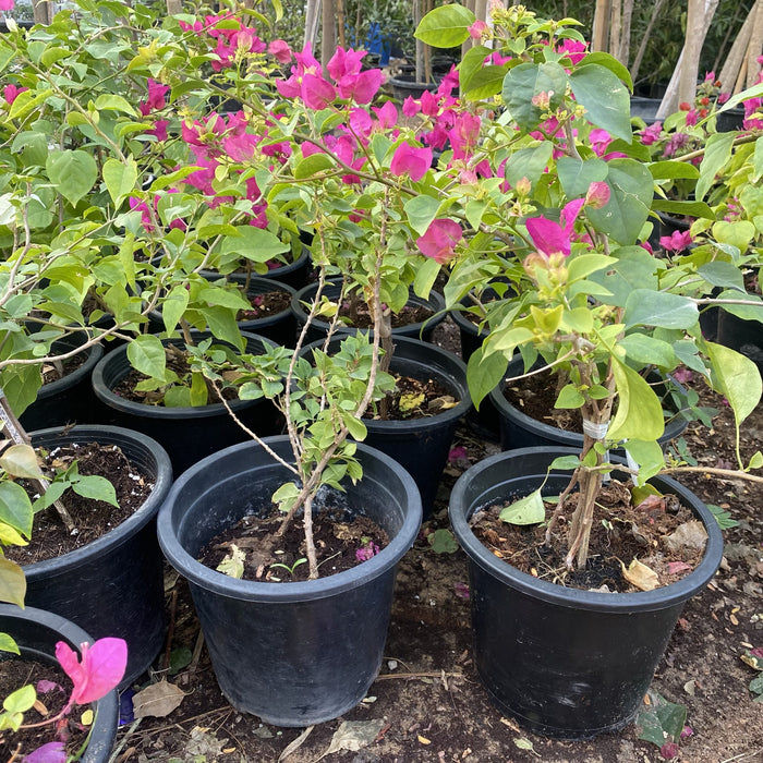 Bougainvillea Spectabilis  “30 to 160cm” Dark Pink