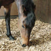 Pine Flakes or Shavings “Horse Bedding” 14KG