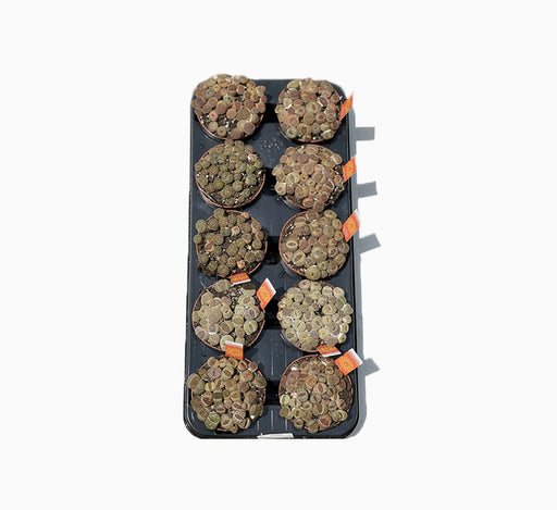 Lithops or Living Stones 8-12cm