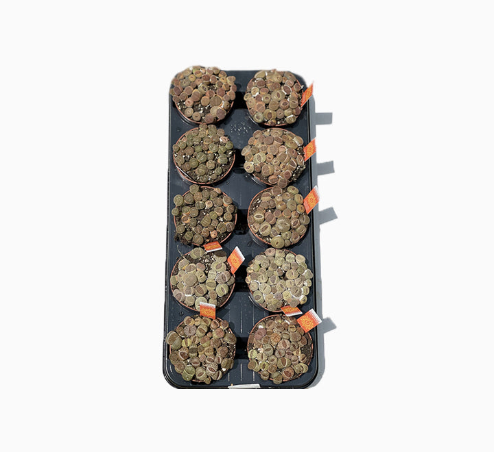 Lithops or Living Stones 8-12cm