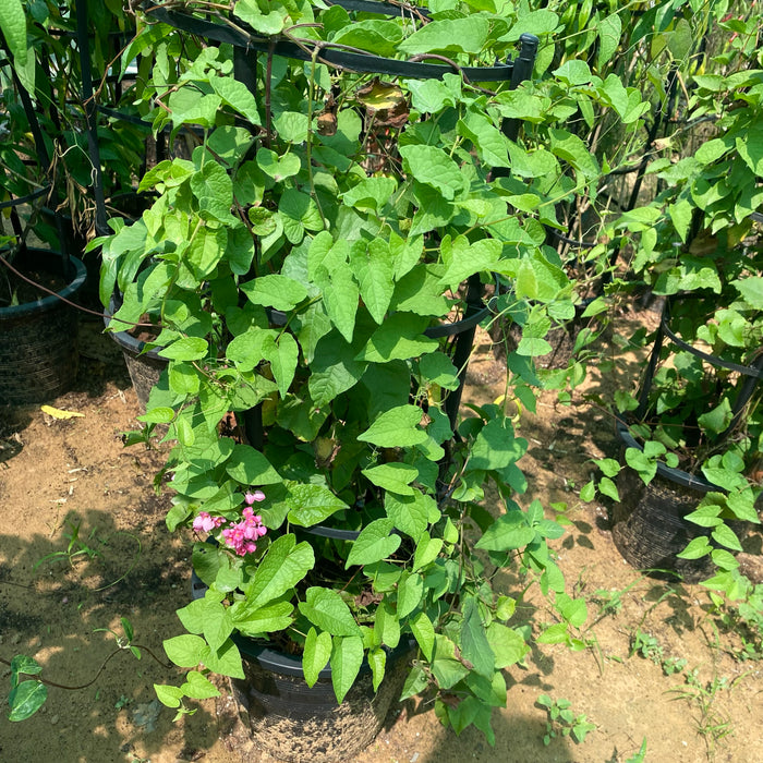 Antigonon Leptopus or Coral vine "Mexican creeper" 80 - 100cm