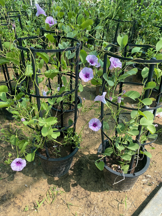 Ipomoea pes-caprae, Railroad Vine or Railway Creeper