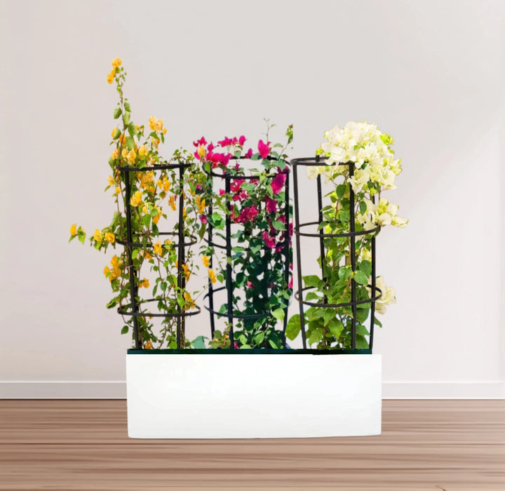 3 Bougainvillea Spectabilis  80 - 100cm in Grp Planter (100-30-30cm)