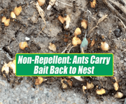 InTice 10 "Perimeter Bait" 1.82kg - Greensouq -