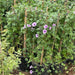 Ipomoea Cairica, Cairo Morning Glory or Coast Morning Glory 0.8 - 0.1m - Greensouq - 