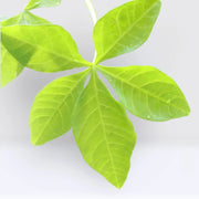Ipomoea Cairica, Cairo Morning Glory or Coast Morning Glory 0.8 - 0.1m - Greensouq - 