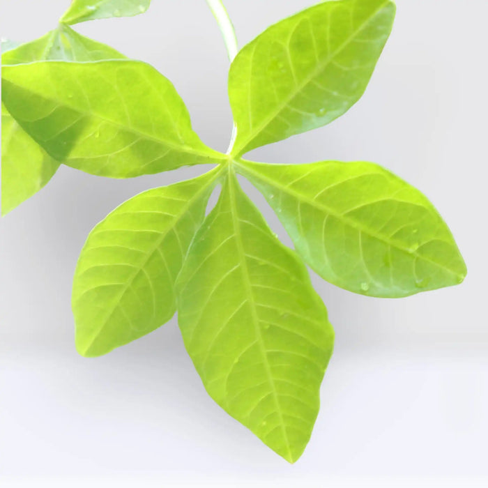 Ipomoea Cairica, Cairo Morning Glory or Coast Morning Glory 0.8 - 0.1m - Greensouq - 