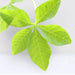Ipomoea Cairica, Cairo Morning Glory or Coast Morning Glory 0.8 - 0.1m - Greensouq - 