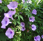 Ipomoea Cairica, Cairo Morning Glory or Coast Morning Glory 0.8 - 0.1m - Greensouq - 