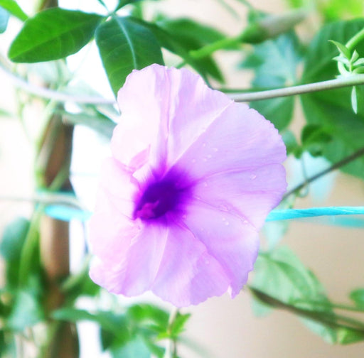 Ipomoea Cairica, Cairo Morning Glory or Coast Morning Glory 0.8 - 0.1m - Greensouq - 