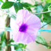 Ipomoea Cairica, Cairo Morning Glory or Coast Morning Glory 0.8 - 0.1m - Greensouq - 