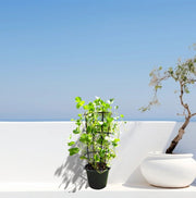 Ipomoea pes - caprae, Railroad Vine or Railway Creeper - Greensouq - 