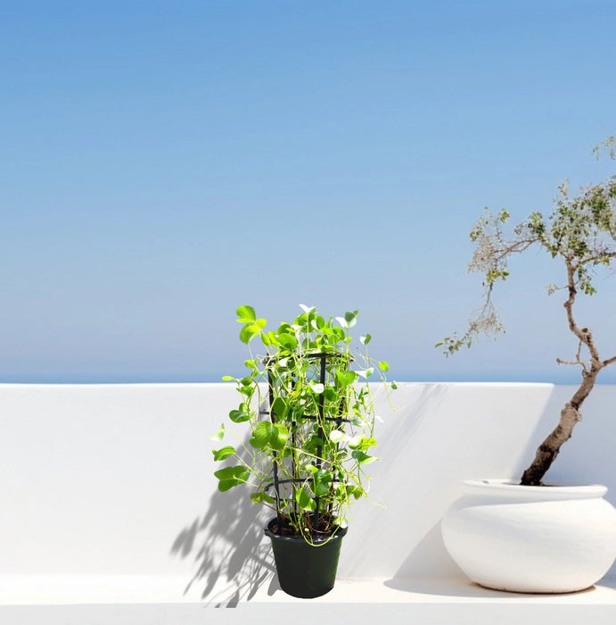 Ipomoea pes - caprae, Railroad Vine or Railway Creeper - Greensouq - 