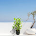 Ipomoea pes - caprae, Railroad Vine or Railway Creeper - Greensouq - 