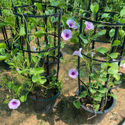 Ipomoea pes - caprae, Railroad Vine or Railway Creeper - Greensouq - 
