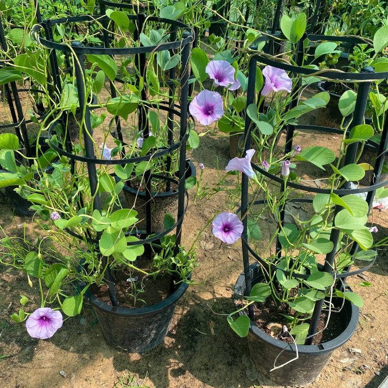 Ipomoea pes - caprae, Railroad Vine or Railway Creeper - Greensouq - 
