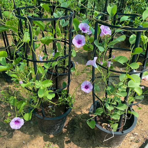 Ipomoea pes - caprae, Railroad Vine or Railway Creeper - Greensouq - 
