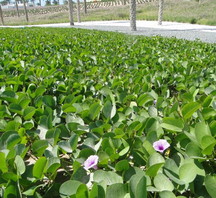 Ipomoea pes - caprae, Railroad Vine or Railway Creeper - Greensouq - 
