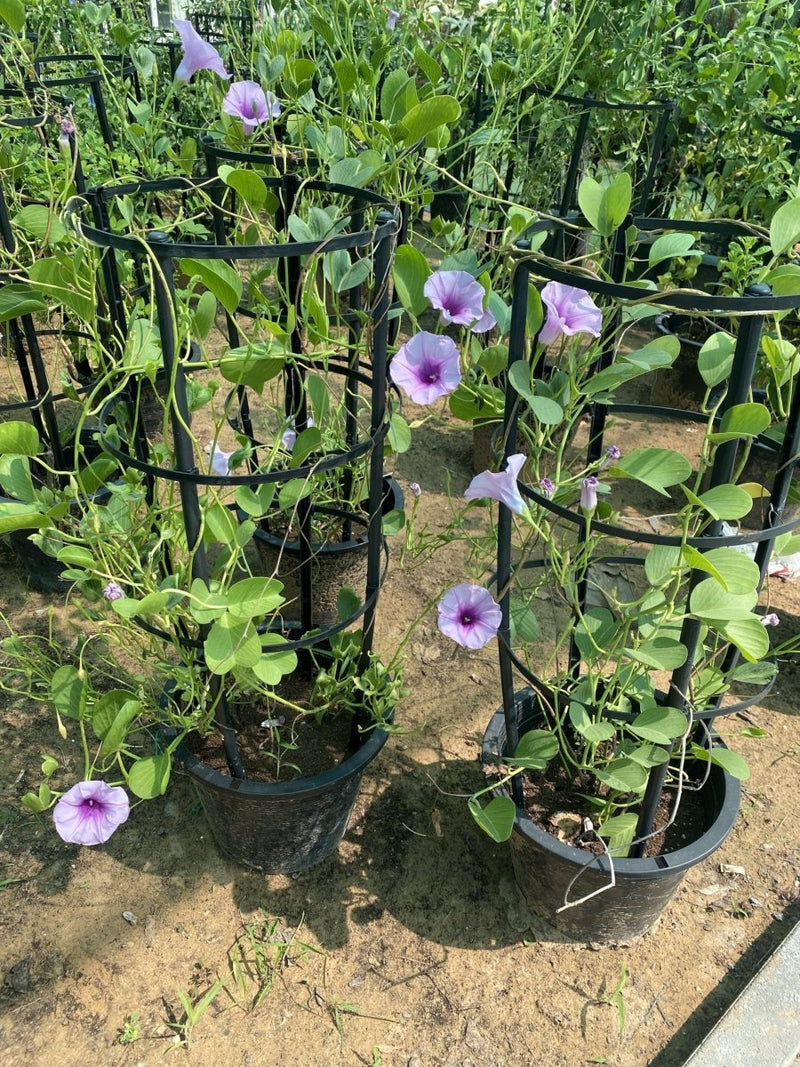 Ipomoea pes - caprae, Railroad Vine or Railway Creeper - Greensouq - 