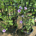 Ipomoea pes - caprae, Railroad Vine or Railway Creeper - Greensouq - 
