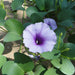 Ipomoea pes - caprae, Railroad Vine or Railway Creeper - Greensouq - 