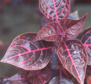 Iresine lindenii "Bloodleaf Iresine lindenii" 10 - 15cm - Greensouq - 