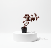 Iresine lindenii "Bloodleaf Iresine lindenii" 10 - 15cm - Greensouq - 