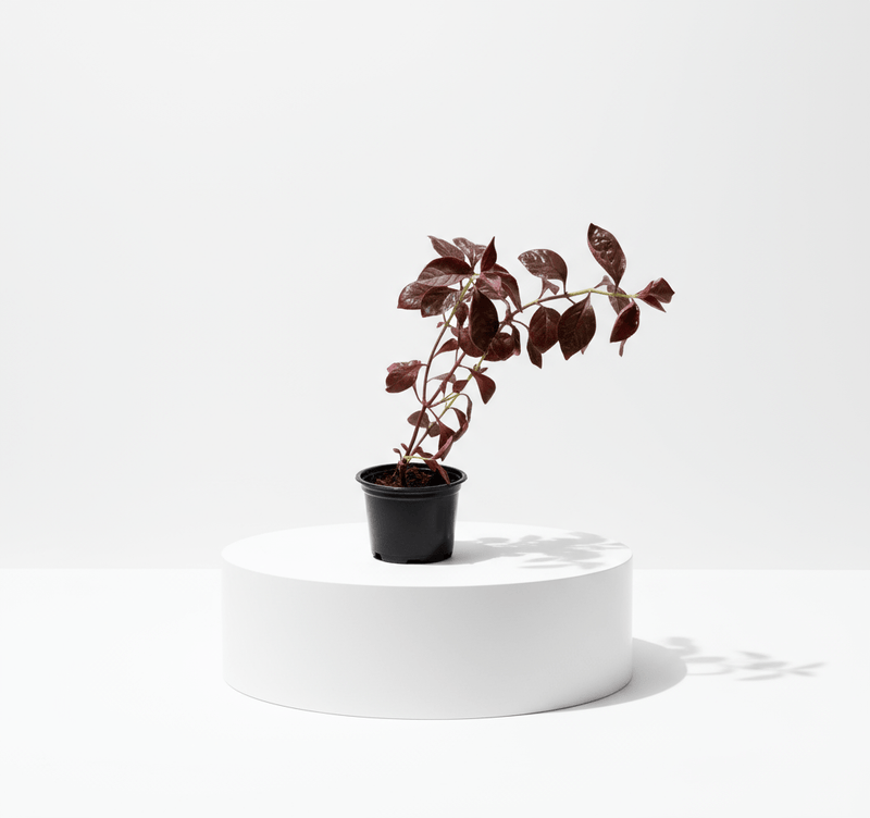 Iresine lindenii "Bloodleaf Iresine lindenii" 10 - 15cm - Greensouq - 