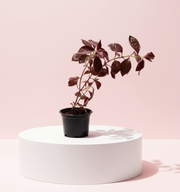 Iresine lindenii "Bloodleaf Iresine lindenii" 10 - 15cm - Greensouq - 