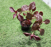 Iresine lindenii "Bloodleaf Iresine lindenii" 10 - 15cm - Greensouq - 