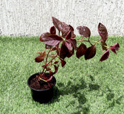 Iresine lindenii "Bloodleaf Iresine lindenii" 10 - 15cm - Greensouq - 