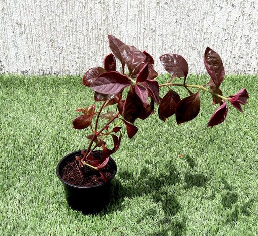Iresine lindenii "Bloodleaf Iresine lindenii" 10 - 15cm - Greensouq - 