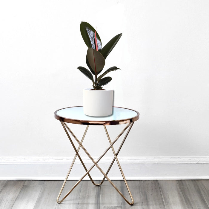 Ficus elastic Abidjan 30 – 40cm