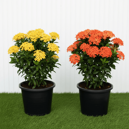 Ixora chinensis 25-50cm | Dubai Gardens Bright Beauty! - Greensouq -