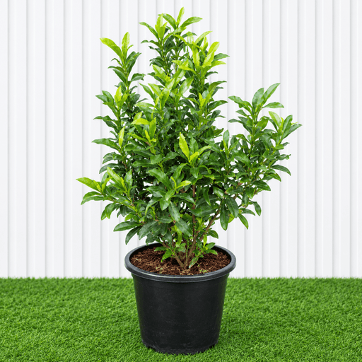 Ixora chinensis | Dubai Gardens Bright Beauty! - Greensouq - outdoor