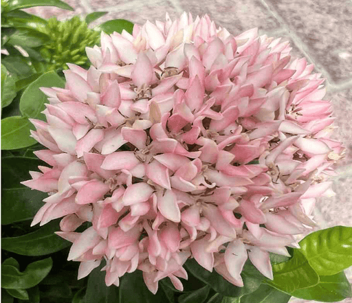 Ixora chinensis "Pink" - Greensouq - 